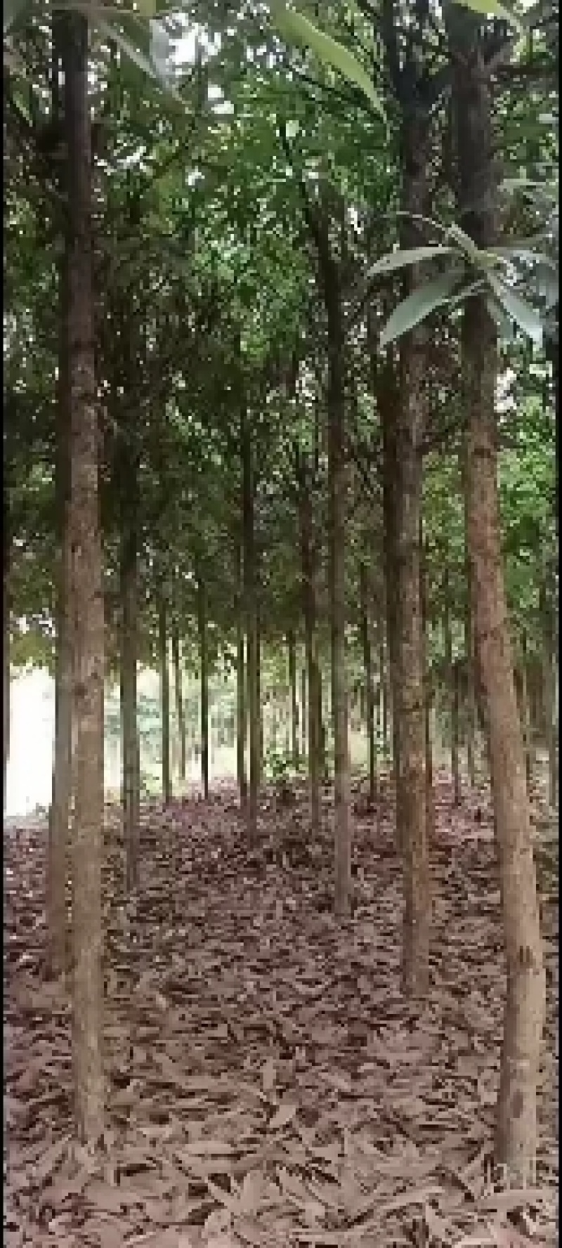 金丝楠木