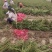 基地直销小龙柏