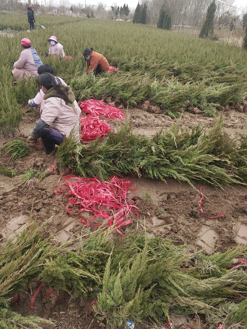 基地直销小龙柏