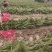 基地直销小龙柏