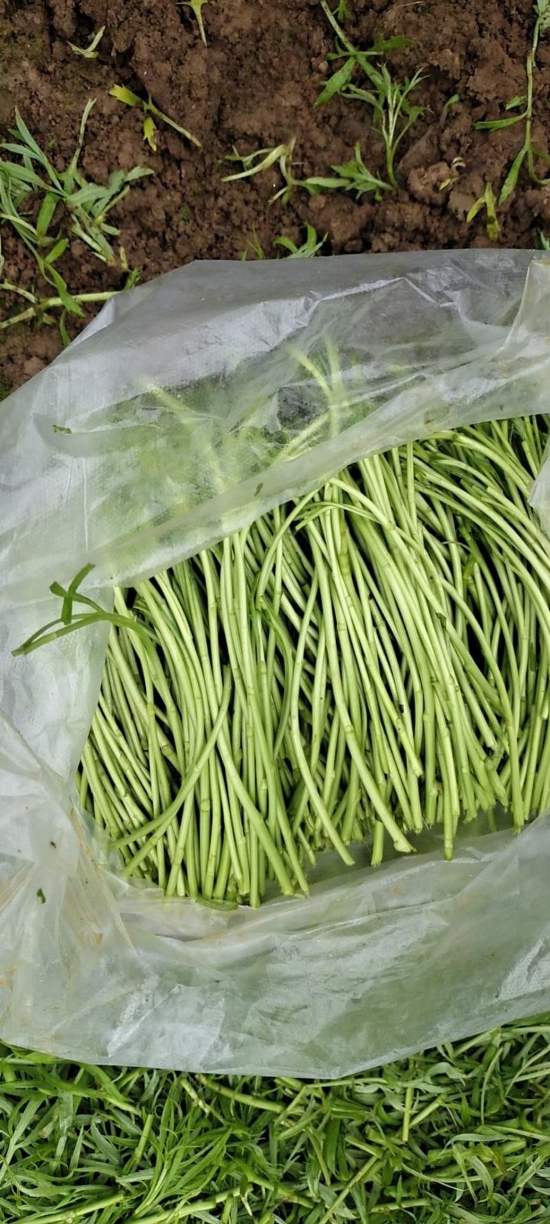 芦蒿基地直供