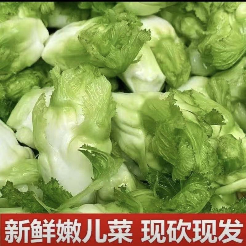 四川儿菜大量供应品质保证视频看货代发全国