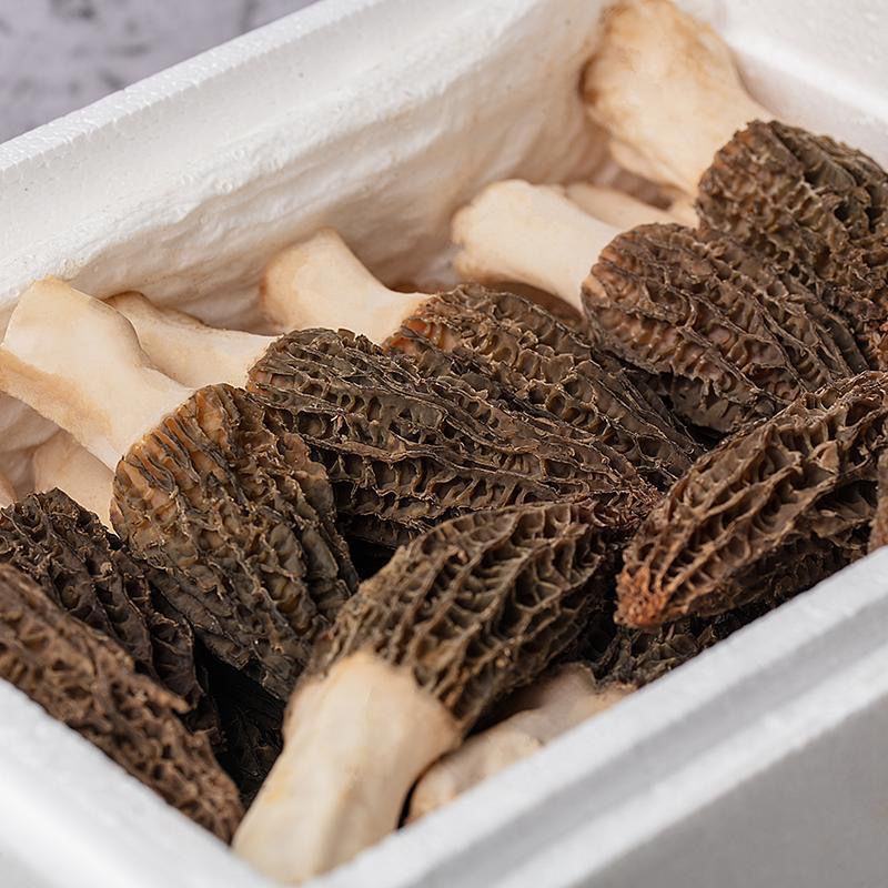 【推荐】精品羊肚菌鲜货产地批发大量供应品质保证