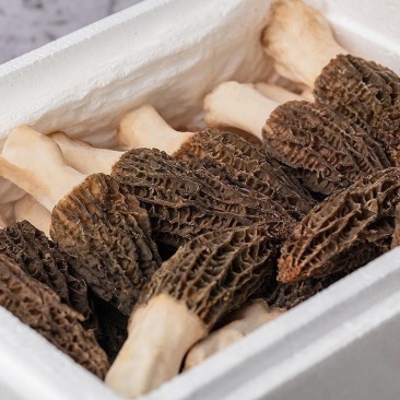 【推荐】精品羊肚菌鲜货产地批发大量供应品质保证