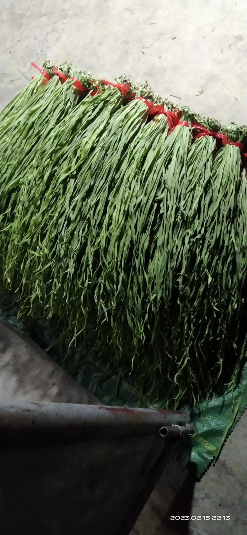 精品贡菜干，云南大理高原贡菜！精品10公分段定制