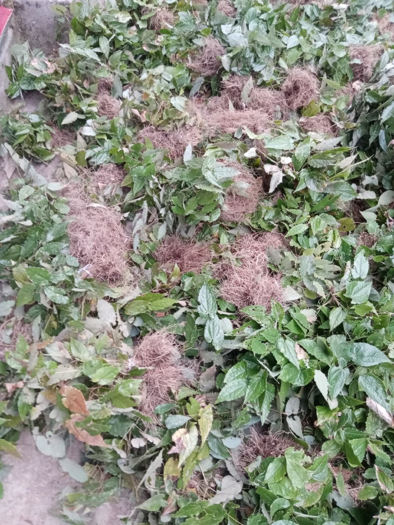 甘肃柔毛淫羊藿种苗老根种苗产地直发高含量25年提前预