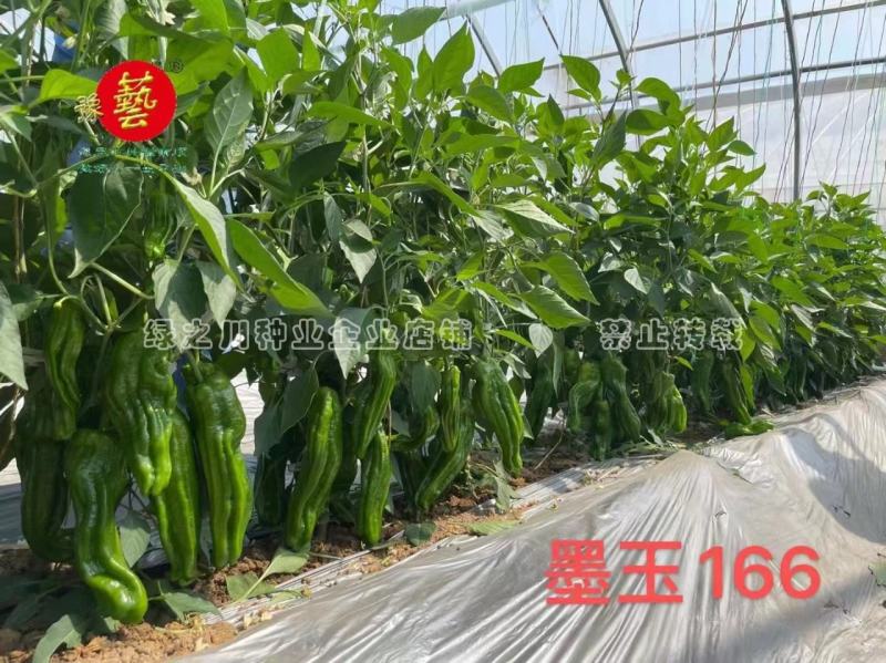 墨玉166辣椒种子大果薄皮泡椒种子抗糊头耐高温耐热浅绿皮