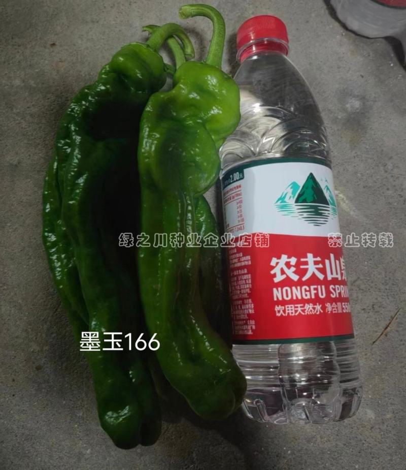 墨玉166辣椒种子大果薄皮泡椒种子抗糊头耐高温耐热浅绿皮