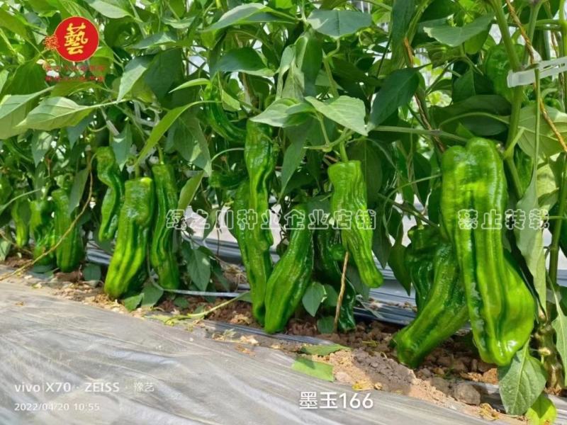 墨玉166辣椒种子大果薄皮泡椒种子抗糊头耐高温耐热浅绿皮