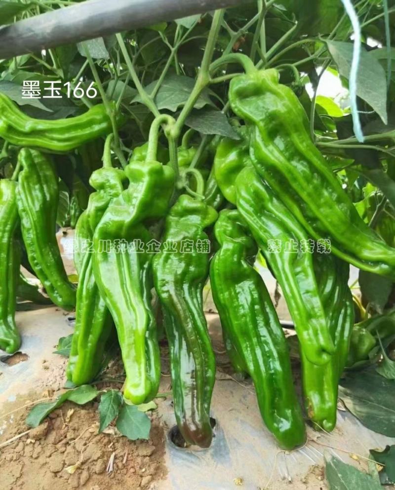 墨玉166辣椒种子大果薄皮泡椒种子抗糊头耐高温耐热浅绿皮