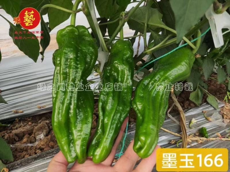墨玉166辣椒种子大果薄皮泡椒种子抗糊头耐高温耐热浅绿皮