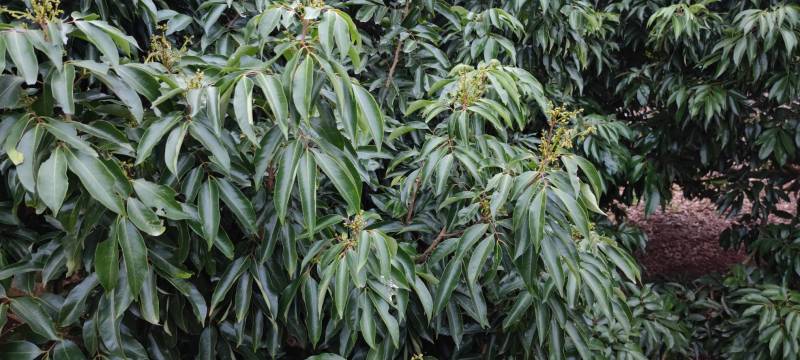 热销广东廉江良垌醉美荔乡妃子笑、桂味、鸡嘴，产地代办