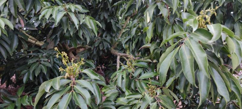热销广东廉江良垌醉美荔乡妃子笑、桂味、鸡嘴，产地代办