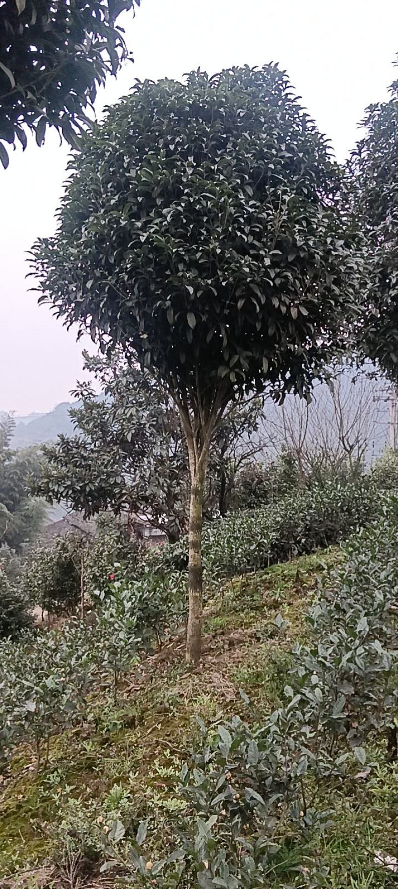 桂花四季桂花金桂银桂朱砂桂量大可以优惠支持视频看货