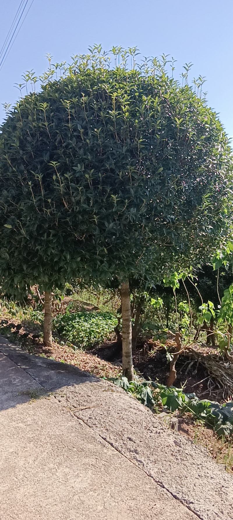 桂花四季桂花金桂银桂朱砂桂量大可以优惠支持视频看货