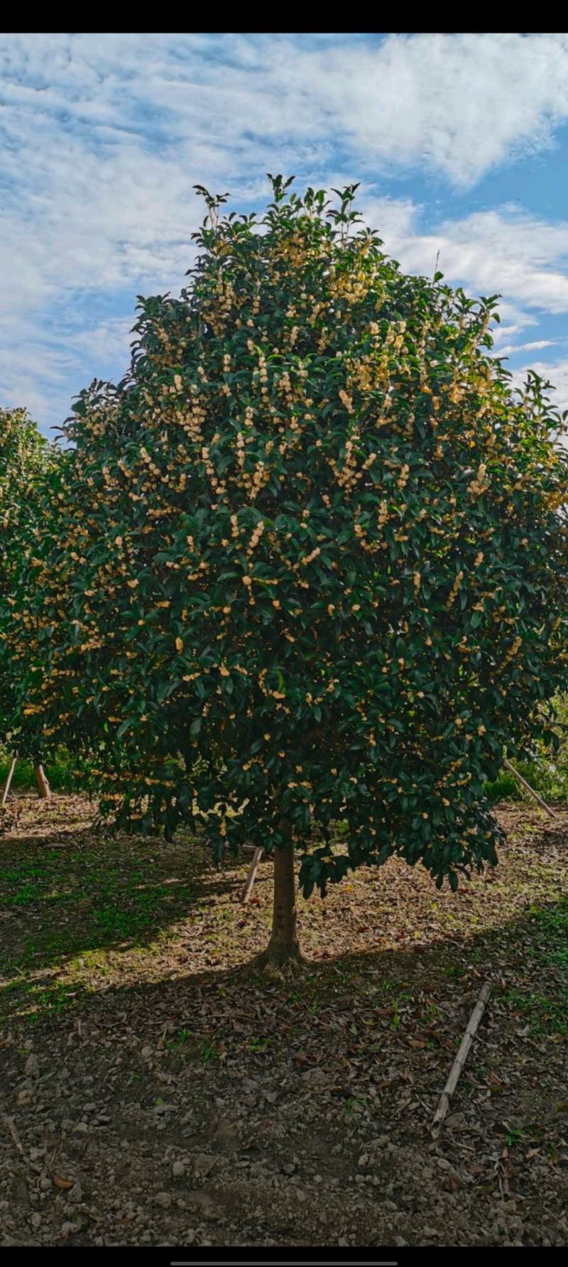 桂花四季桂花金桂银桂朱砂桂量大可以优惠支持视频看货