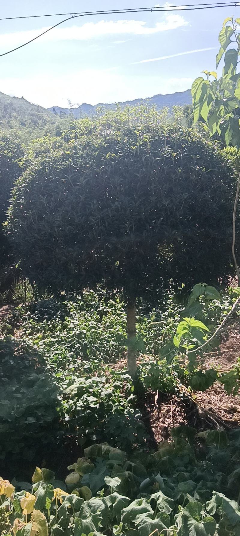 桂花四季桂花金桂银桂朱砂桂量大可以优惠支持视频看货