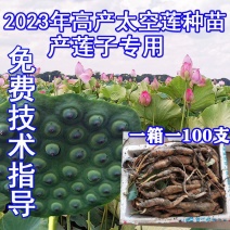 太空莲36号种苗莲子种苗莲藕种苗高产莲子苗观赏荷花苗红花