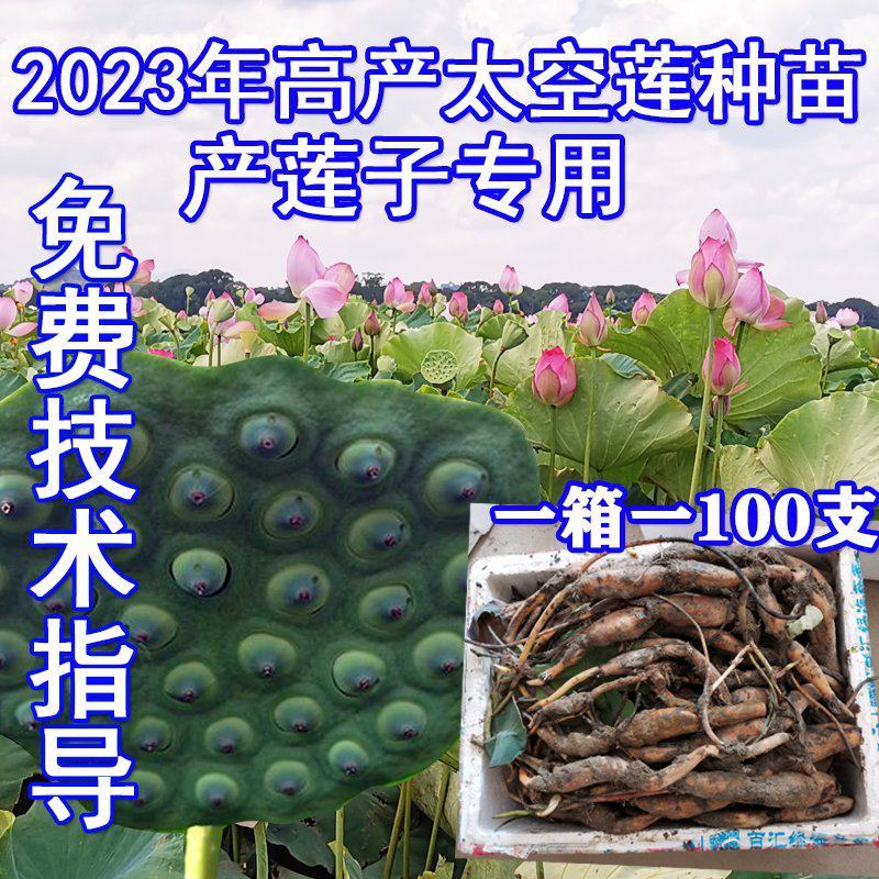 太空莲36号种苗莲子种苗莲藕种苗高产莲子苗观赏荷花苗红花
