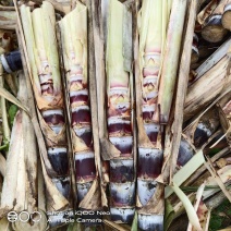 甘蔗种苗黄皮甘蔗种苗脱毒种苗适合南北方种植，包技术指导