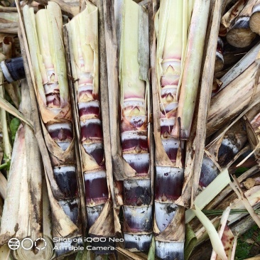 甘蔗种苗黄皮甘蔗种苗脱毒种苗适合南北方种植，包技术指导