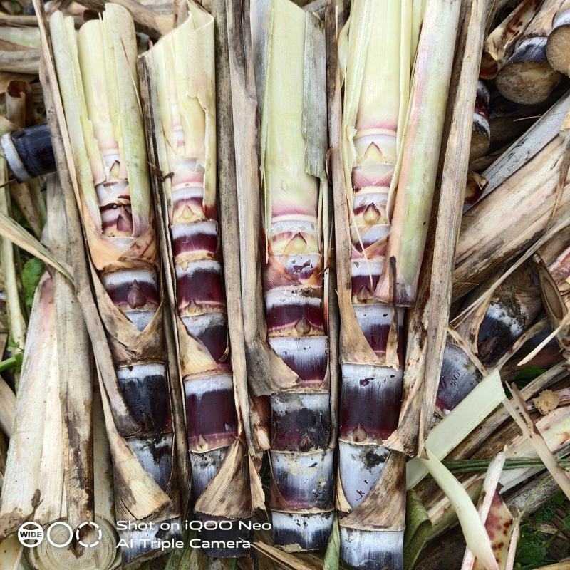 甘蔗种苗黄皮甘蔗种苗脱毒种苗适合南北方种植，包技术指导