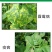 利民快克80%三乙膦酸铝乙磷铝霜霉病疫病杀菌剂