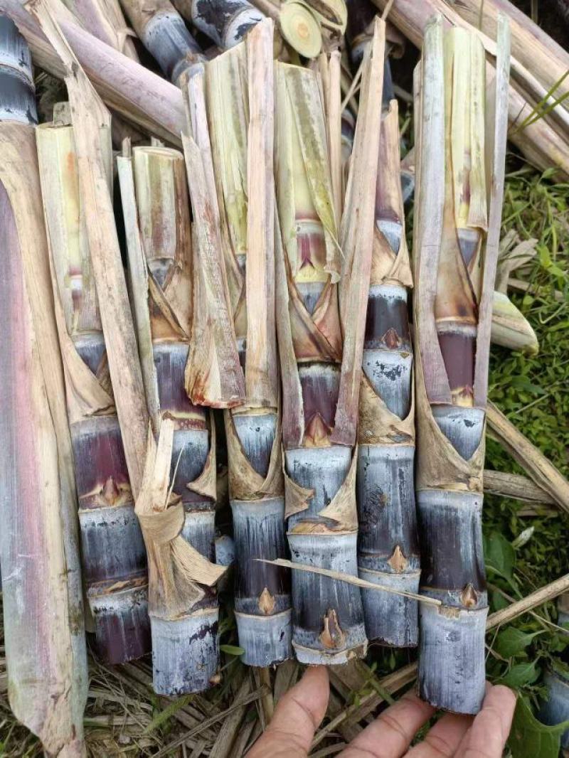 甘蔗种苗黄皮甘蔗种苗脱毒种苗适合南北方种植，包技术指导