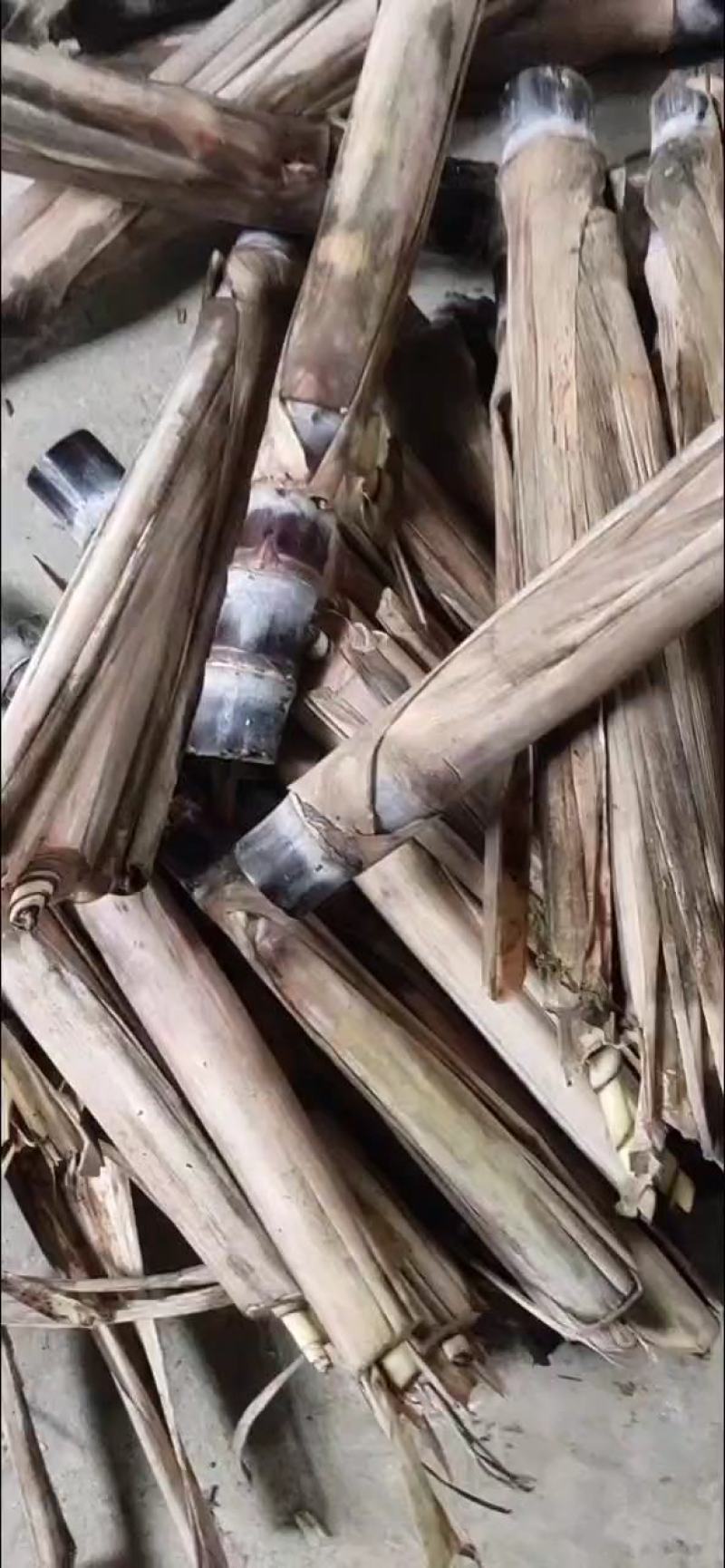 甘蔗种苗黄皮甘蔗种苗脱毒种苗适合南北方种植，包技术指导
