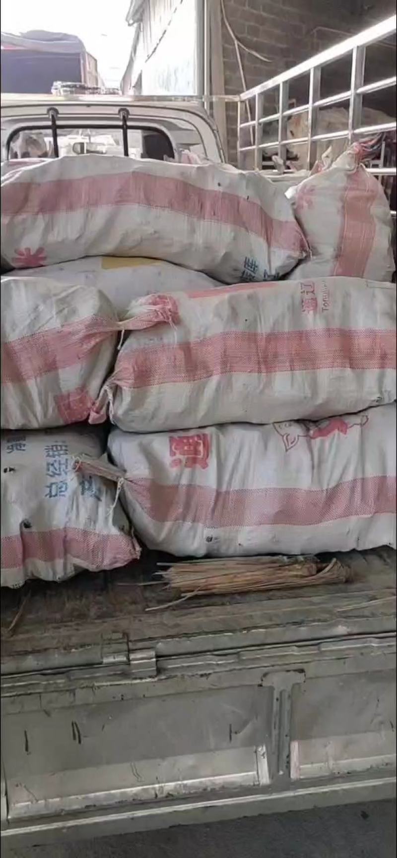 甘蔗种苗黄皮甘蔗种苗脱毒种苗适合南北方种植，包技术指导