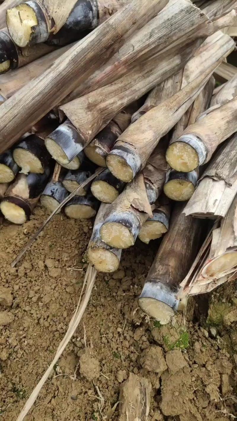 甘蔗种苗黄皮甘蔗种苗脱毒种苗适合南北方种植，包技术指导