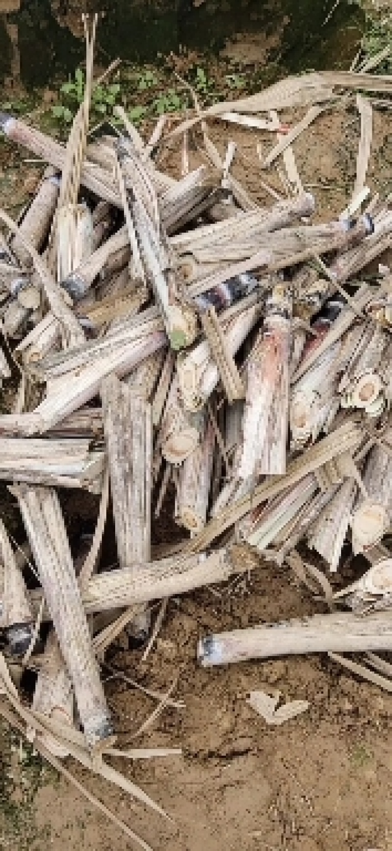 甘蔗种苗黄皮甘蔗种苗脱毒种苗适合南北方种植，包技术指导
