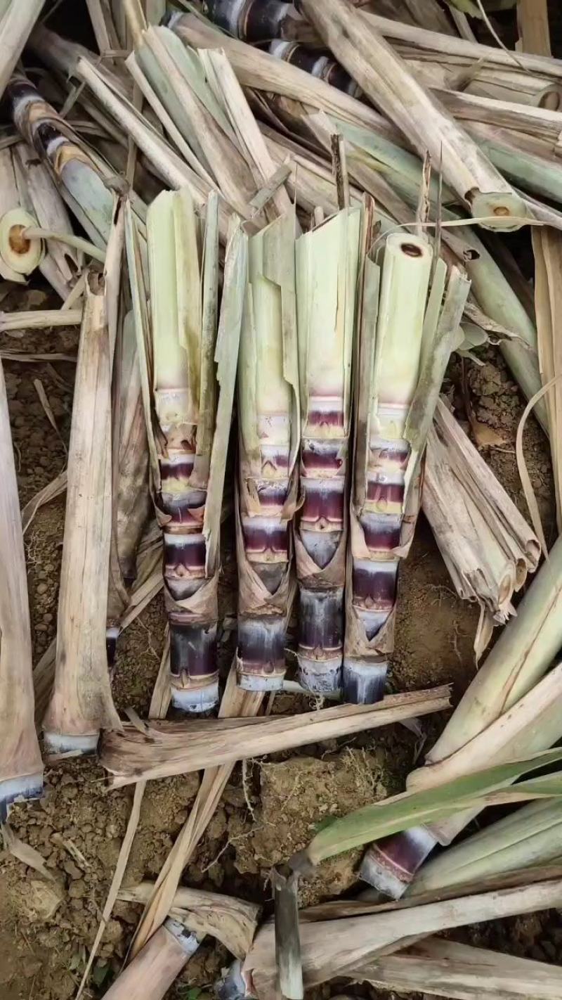 甘蔗种苗黄皮甘蔗种苗脱毒种苗适合南北方种植，包技术指导