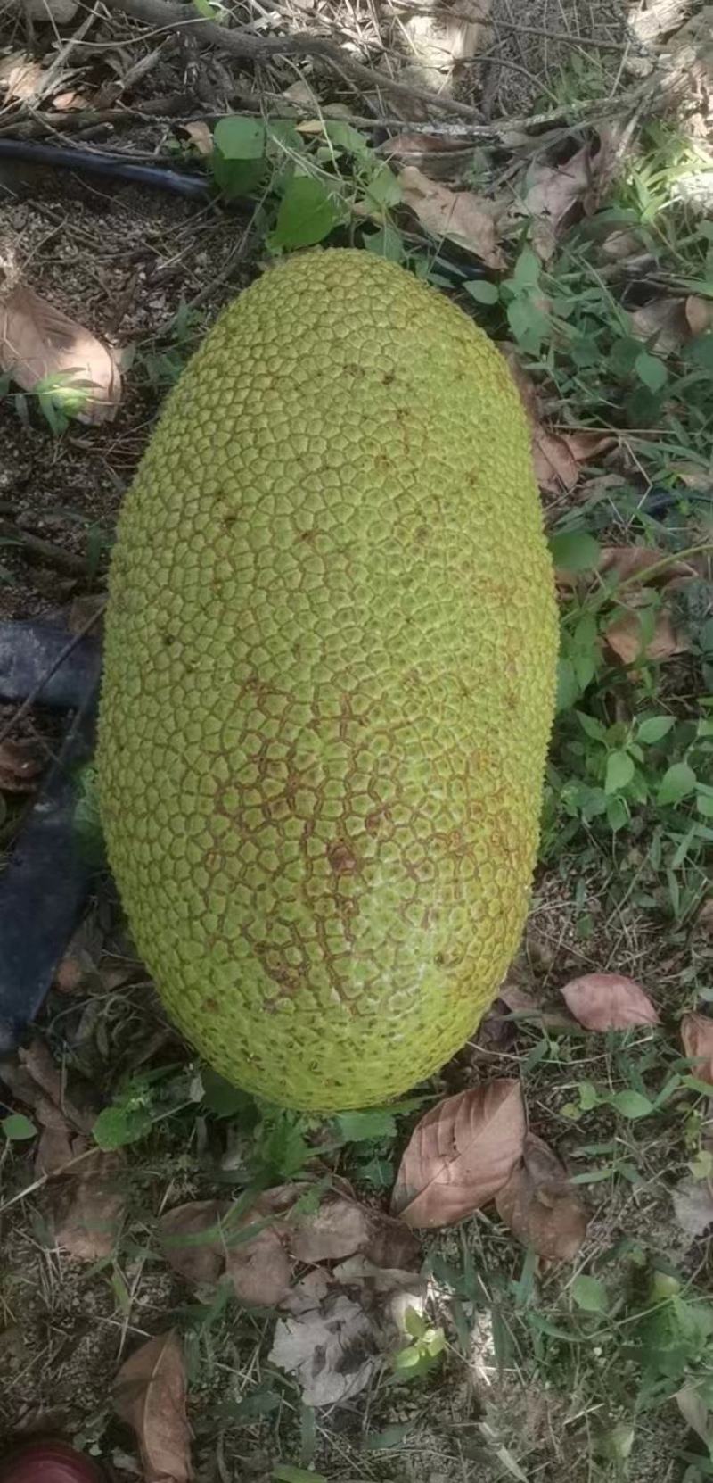 海南乐东优质菠萝蜜，口感好，质量保证，供应各大市场，平台