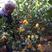 金佛手树树龄27年粗度8厘米高度1.6米单颗产果60斤