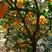 金佛手树树龄27年粗度8厘米高度1.6米单颗产果60斤