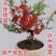 海棠花长寿花海棠盆栽山东海棠盆景海棠盆景花苞发货