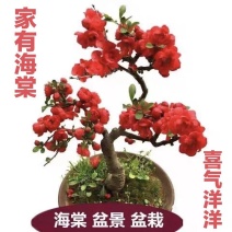 山东海棠海棠盆景长寿冠海棠基地自发量大从优