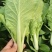 【推荐】曹县小白菜快菜奶白菜新鲜采摘批发市场商超档口