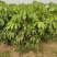 2302基地供应大叶伞澳洲鸭脚木袋苗高度2-3米