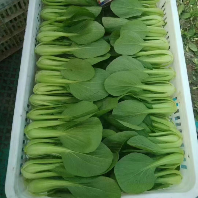 【精品】山东上海青油菜快菜实力代办代收全国发货一条龙