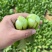 【精品】山东上海青油菜快菜实力代办代收全国发货一条龙