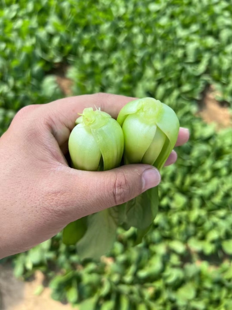 【精品】山东上海青油菜快菜实力代办代收全国发货一条龙