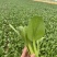 【精品】山东上海青油菜快菜实力代办代收全国发货一条龙