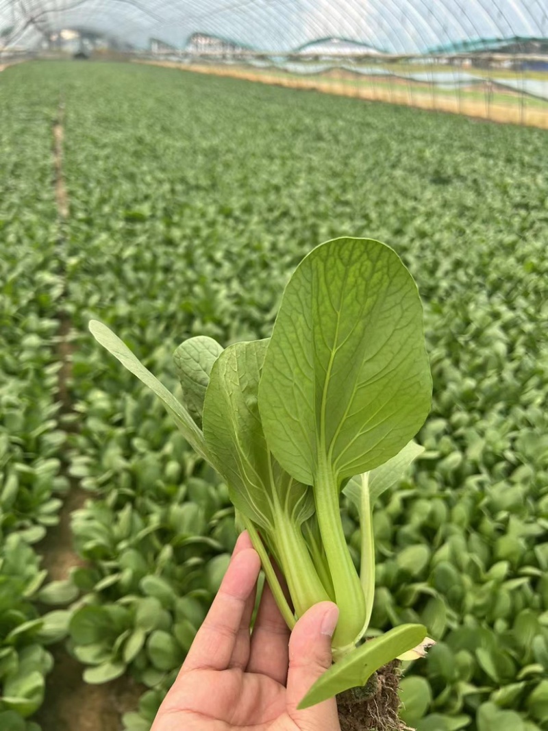 【精品】山东上海青油菜快菜实力代办代收全国发货一条龙
