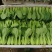 【精品】山东上海青油菜快菜实力代办代收全国发货一条龙