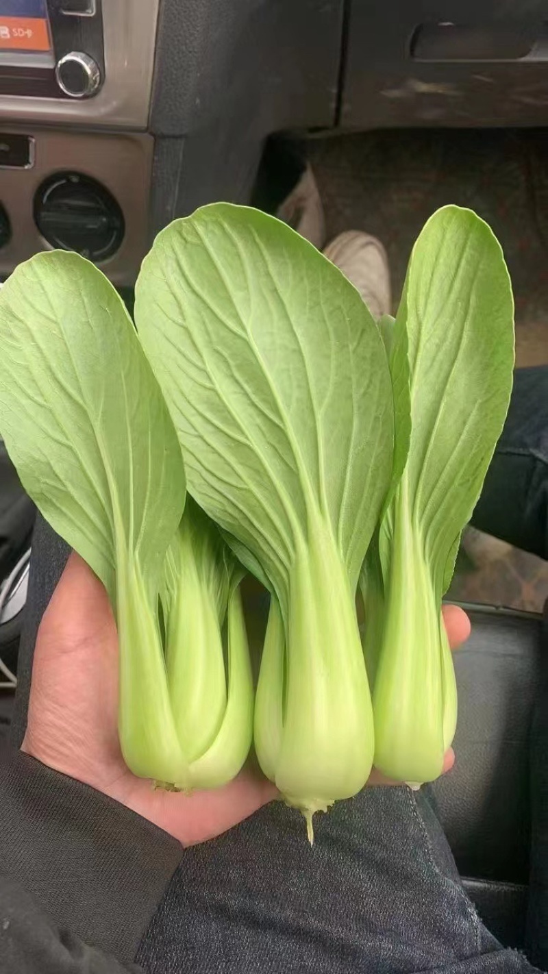 【精品】山东上海青油菜快菜实力代办代收全国发货一条龙
