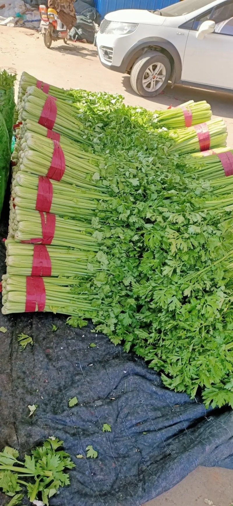 精品皇后芹菜，粗细颗！大量上市中！货源充足诚信经营！