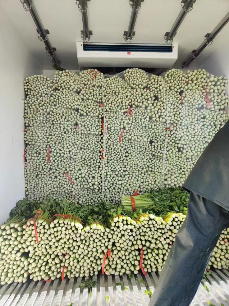 精品皇后芹菜，粗细颗！大量上市中！货源充足诚信经营！