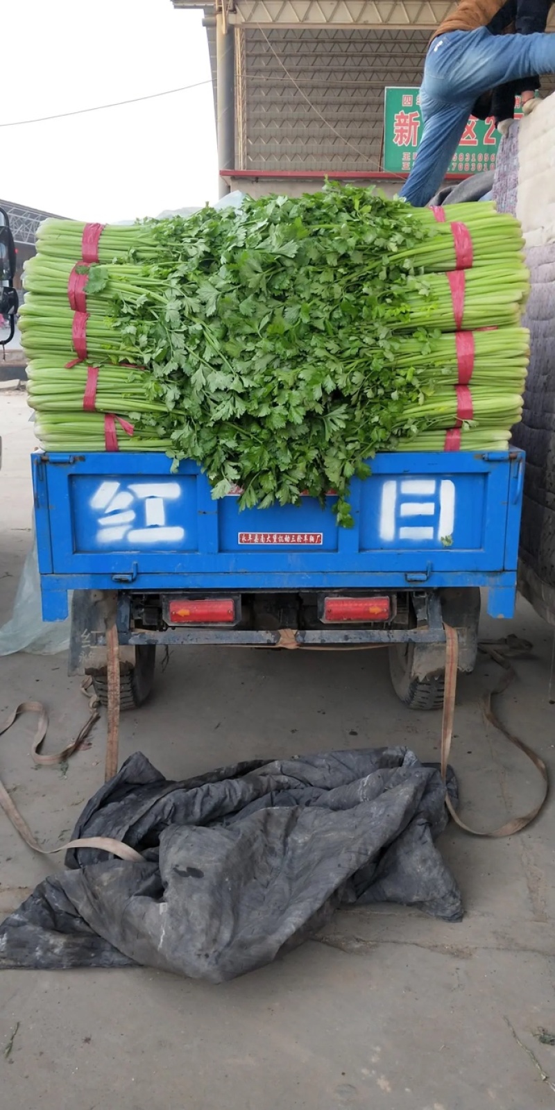 精品皇后芹菜，粗细颗！大量上市中！货源充足诚信经营！